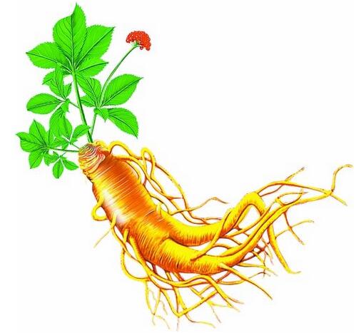 2019年我國人參行業(yè)種植面積、產(chǎn)量及最新價(jià)格情況